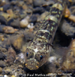 two-spotted goby by Paal Mathiesen 